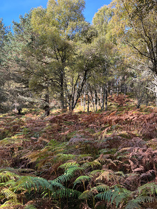 Autumnal Blue Sky over the Scottish Highlands